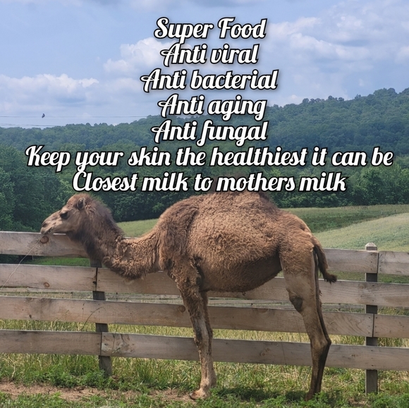 LIMITED QUANTITY Super Beauty Food Camel's Milk Soap - Picture 3 of 14